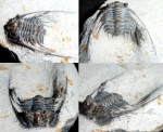 Leonaspis sp.