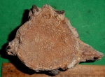 Крупный Cetotherium