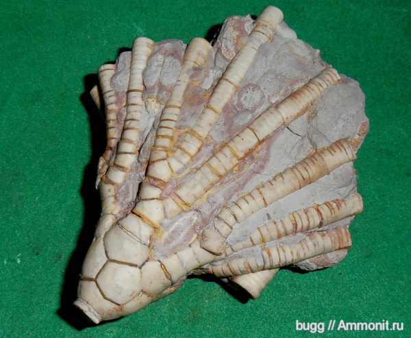 морские лилии, карбон, Moscovicrinus, Moscovicrinus multiplex
