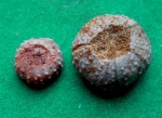 Phymosoma