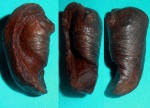 tympanic bulla