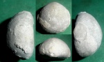 Echinocorys с обрастателями