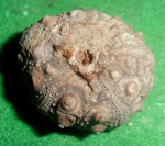 Морской еж