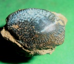 Asteracanthus sp.