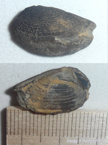мел, Крым, аптихи, Punctaptychus