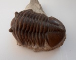 Asaphus expansus WAHLENBERG 1821