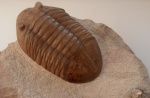 Трилобит Asaphus plautini