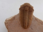 Pliomera fischeri