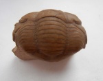 Illaenus sinuatus