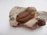 Asaphus ingrianus JAANUSSON, 1953