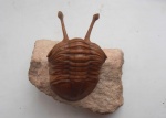 Asaphus kowalewskii (LAWROW 1856)