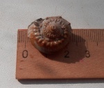 Nummogaultina dentata