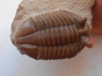 Asaphus holmi
