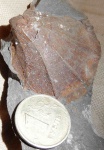 Neithea sp