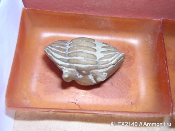 Asaphus