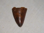 Зуб Кархародонтозавра (Carcharodontosaurus)