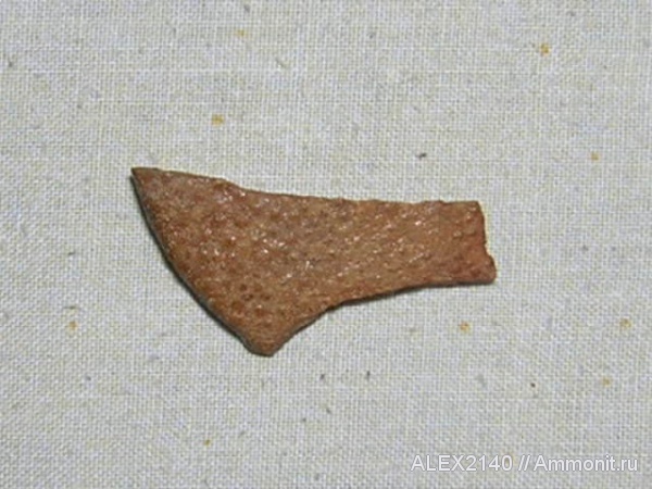 рыбы, fish
