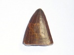 Зуб Кархародонтозавра (Carcharodontosaurus)
