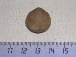 Брахиопода Lycophoria