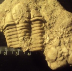 Ptychometopus и Echinoencrinites