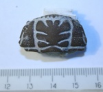 Pliomera