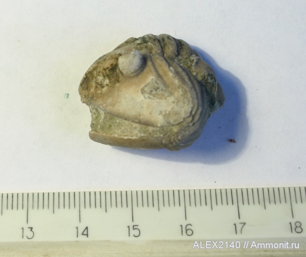 Asaphus