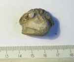 Asaphus