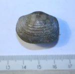Brachiopoda