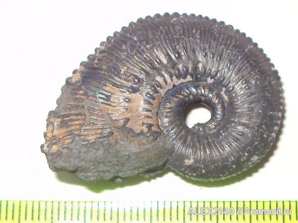 Kosmoceras