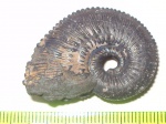 Kosmoceras