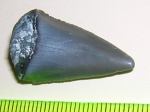 Зуб акулы