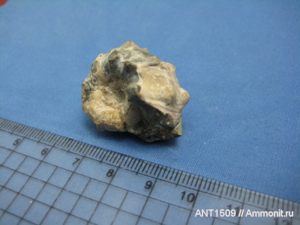 аммониты, мел, Epicheloniceras, Ammonites, Краснодарский край, р. Пшеха, Cretaceous