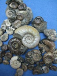 Eogaudryceras