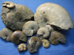 Euphylloceras