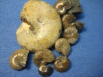 Salfeldiella