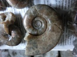 Pictetia