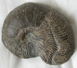 Наутилус  Cymatoceras