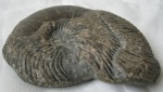 Наутилус  Cymatoceras