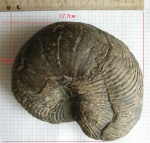 Наутилус  Cymatoceras
