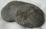 Наутилус  Cymatoceras