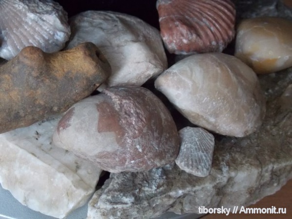 окаменелости, Горы, Карпаты, Fossils