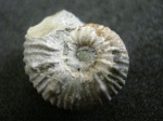 Аммонит Acanthohoplites bigoureti