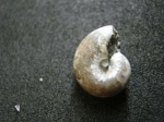 Аммонит Phyllopachyceras