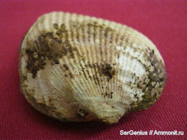 двустворки, Arcicardium, Железный Рог