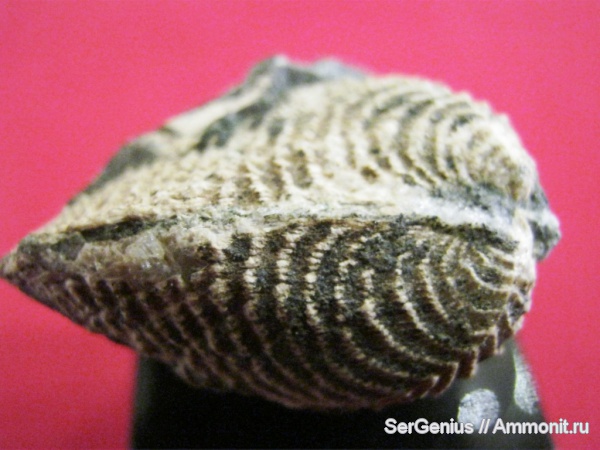 мел, двустворки, тригонии, р. Пшиш, Trigonia spinosa, Cretaceous