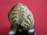 Trigonia spinosa вид спереди