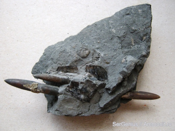 белемниты, меловой период, Карачаево-Черкессия, Cretaceous, belemnites