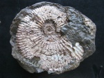 Acanthoplites sp.