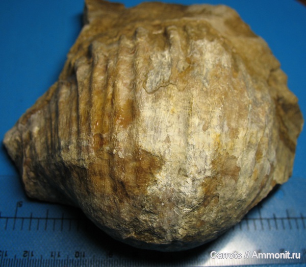 Gigantoproductus