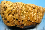 Tabulata или?